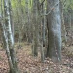 Ребус за тези с отлично зрение: трябва да намерите елен