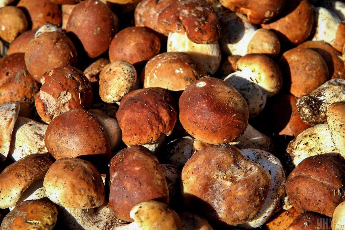 Открийте камък сред гъби за време / колаж на УНИАН